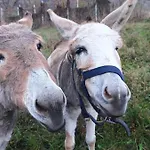 Apartamento Maison Citron - Explore Courmayeur Mont Blanc