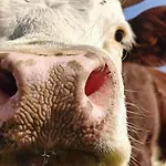 Maison Citron - Explore Courmayeur Mont Blanc La Salle