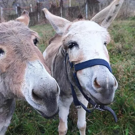 Appartement Maison Citron - Explore Courmayeur Mont Blanc