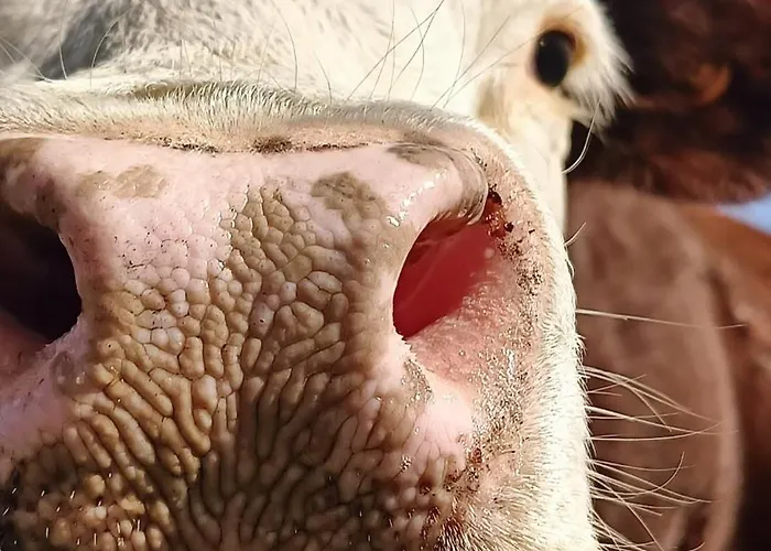 Maison Citron - Explore Courmayeur Mont Blanc La Salle